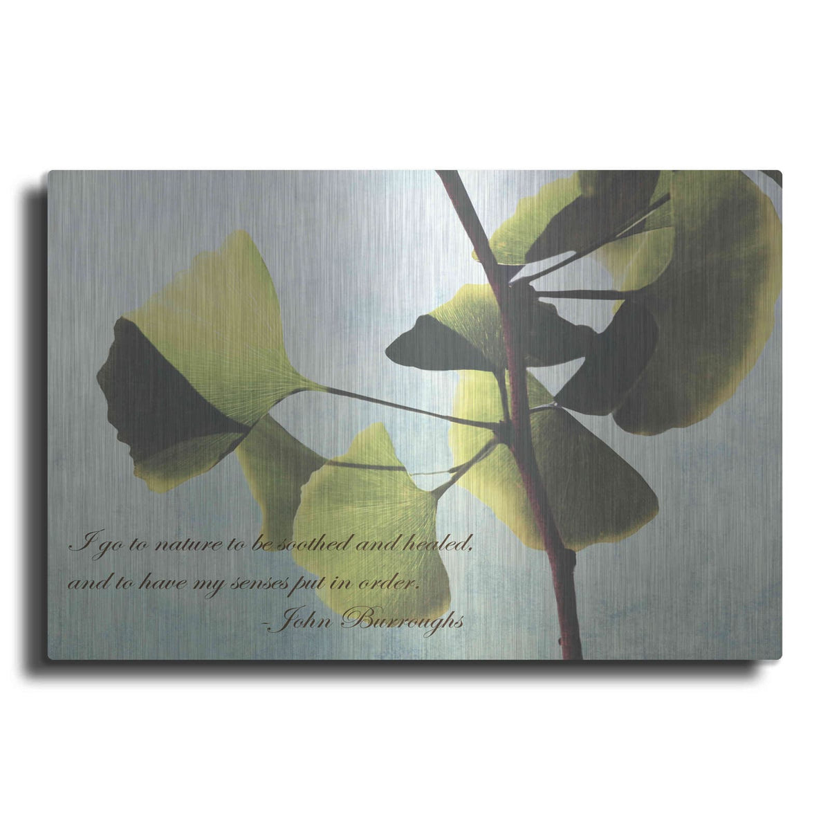 'Delicate Ginkgo' by Debra Van Swearingen – Metal Wall Art