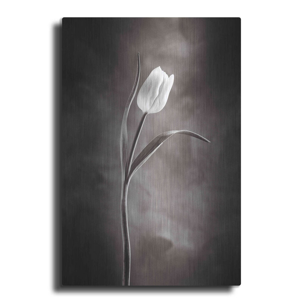 'Two Tone Tulips I' by Debra Van Swearingen – Metal Wall Art