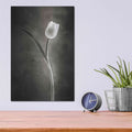 'Two Tone Tulips II' by Debra Van Swearingen – Metal Wall Art, 12x16 room view
