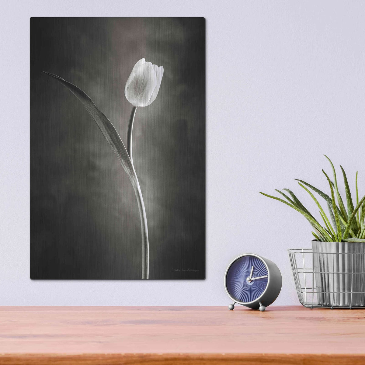 'Two Tone Tulips II' by Debra Van Swearingen – Metal Wall Art, 12x16 room view
