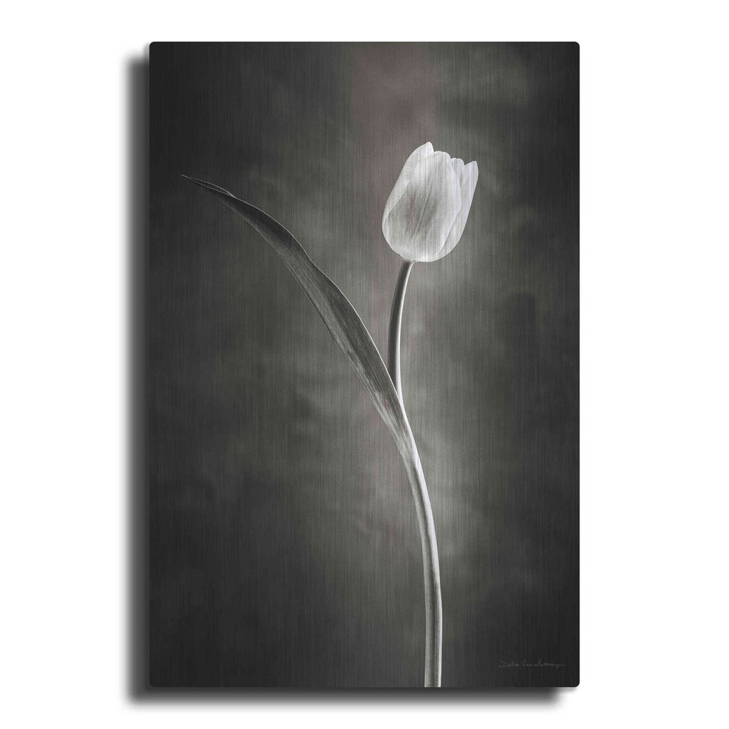 'Two Tone Tulips II' by Debra Van Swearingen – Metal Wall Art