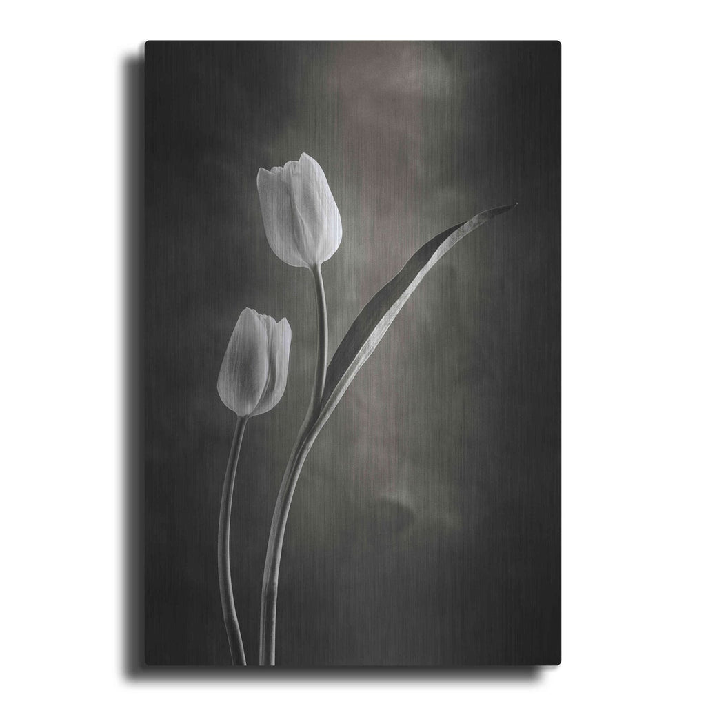 'Two Tone Tulips IV' by Debra Van Swearingen – Metal Wall Art
