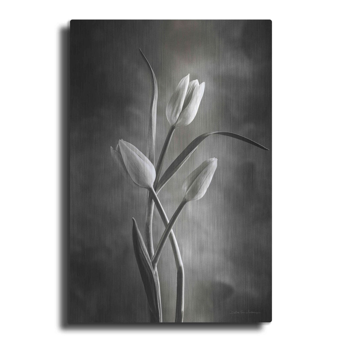'Two Tone Tulips VII' by Debra Van Swearingen – Metal Wall Art
