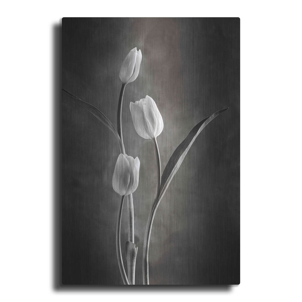 'Two Tone Tulips VIII' by Debra Van Swearingen – Metal Wall Art