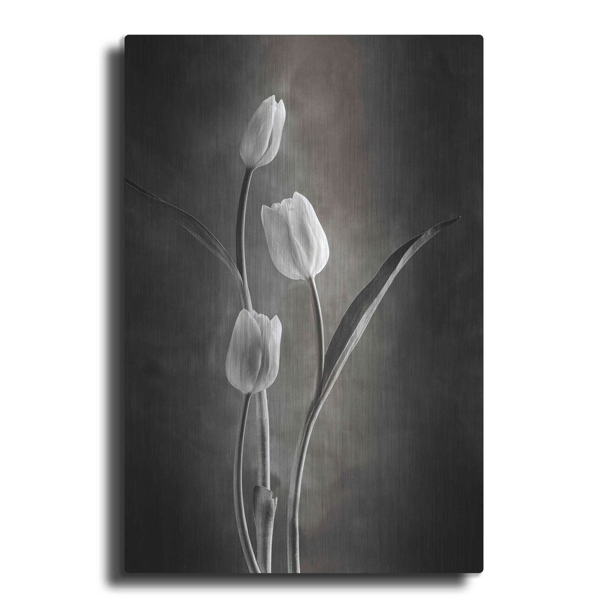 'Two Tone Tulips VIII' by Debra Van Swearingen – Metal Wall Art