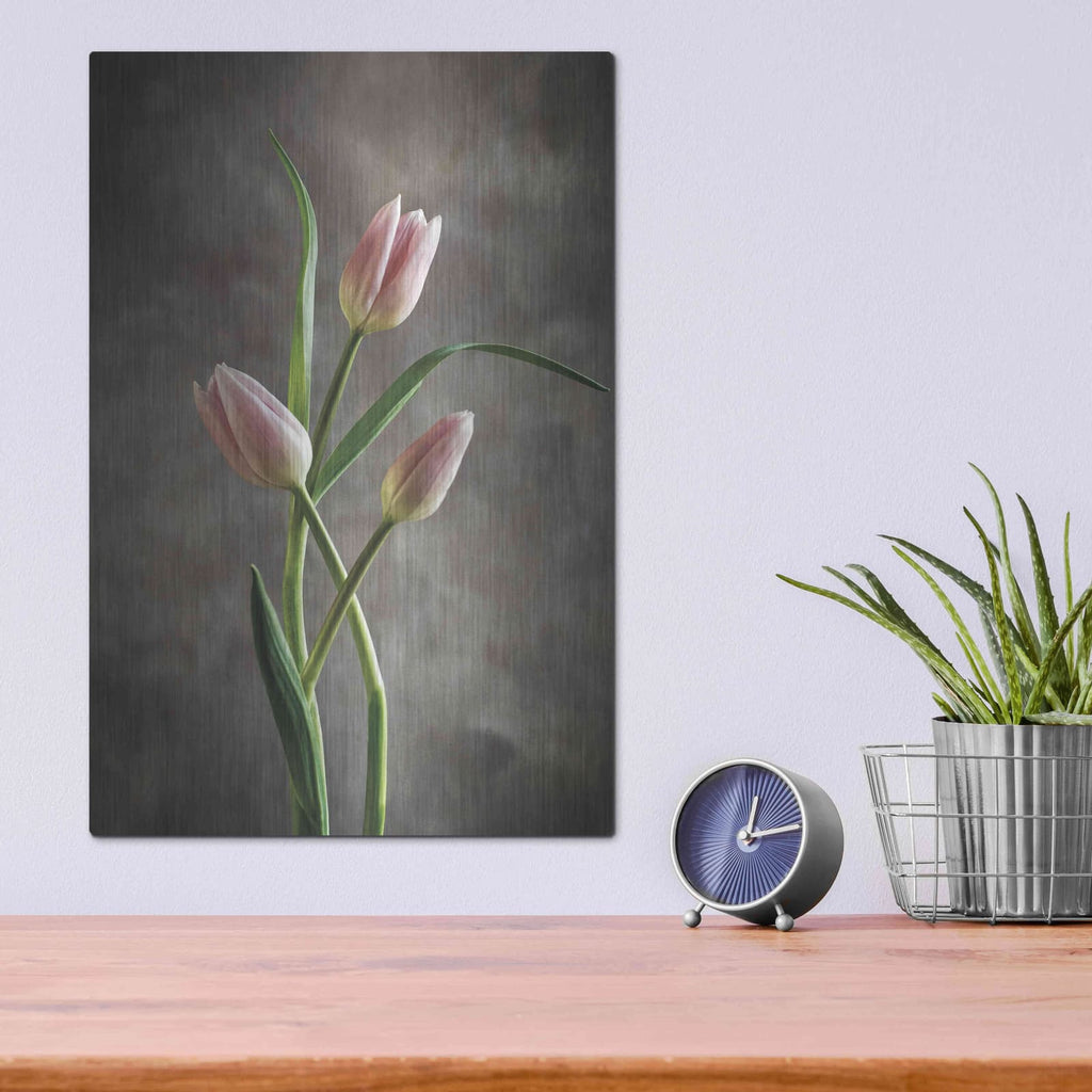 'Spring Tulips VII' by Debra Van Swearingen – Metal Wall Art, 12x16 room view
