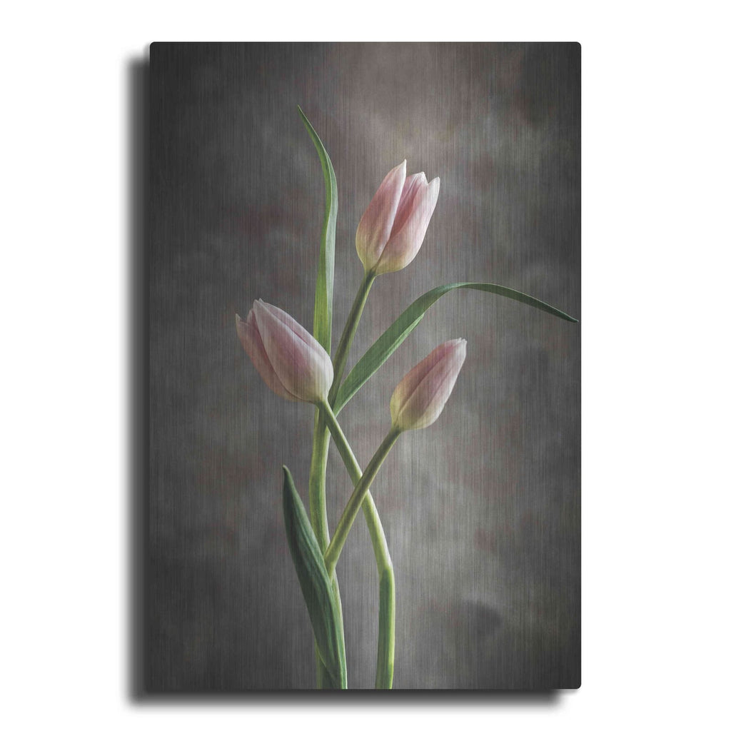 'Spring Tulips VII' by Debra Van Swearingen – Metal Wall Art