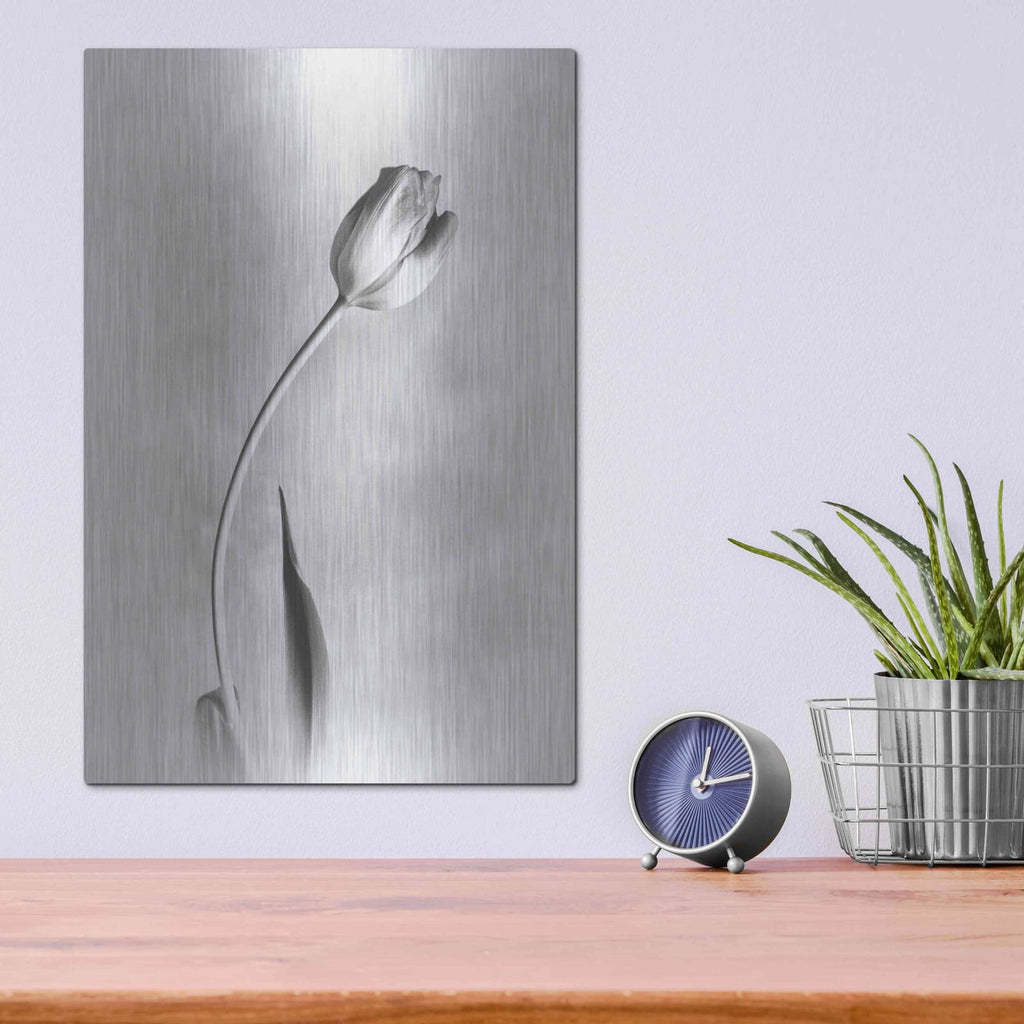 'Soft Tulips I' by Debra Van Swearingen – Metal Wall Art, 12x16 room view