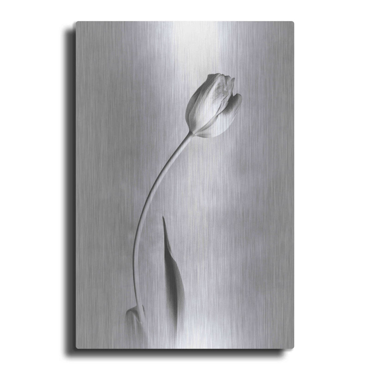 'Soft Tulips I' by Debra Van Swearingen – Metal Wall Art