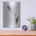 'Soft Tulips II' by Debra Van Swearingen – Metal Wall Art, 12x16 room view