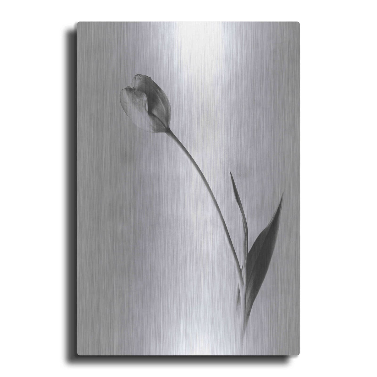 'Soft Tulips II' by Debra Van Swearingen – Metal Wall Art