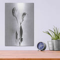 'Soft Tulips IV' by Debra Van Swearingen – Metal Wall Art, 12x16 room view