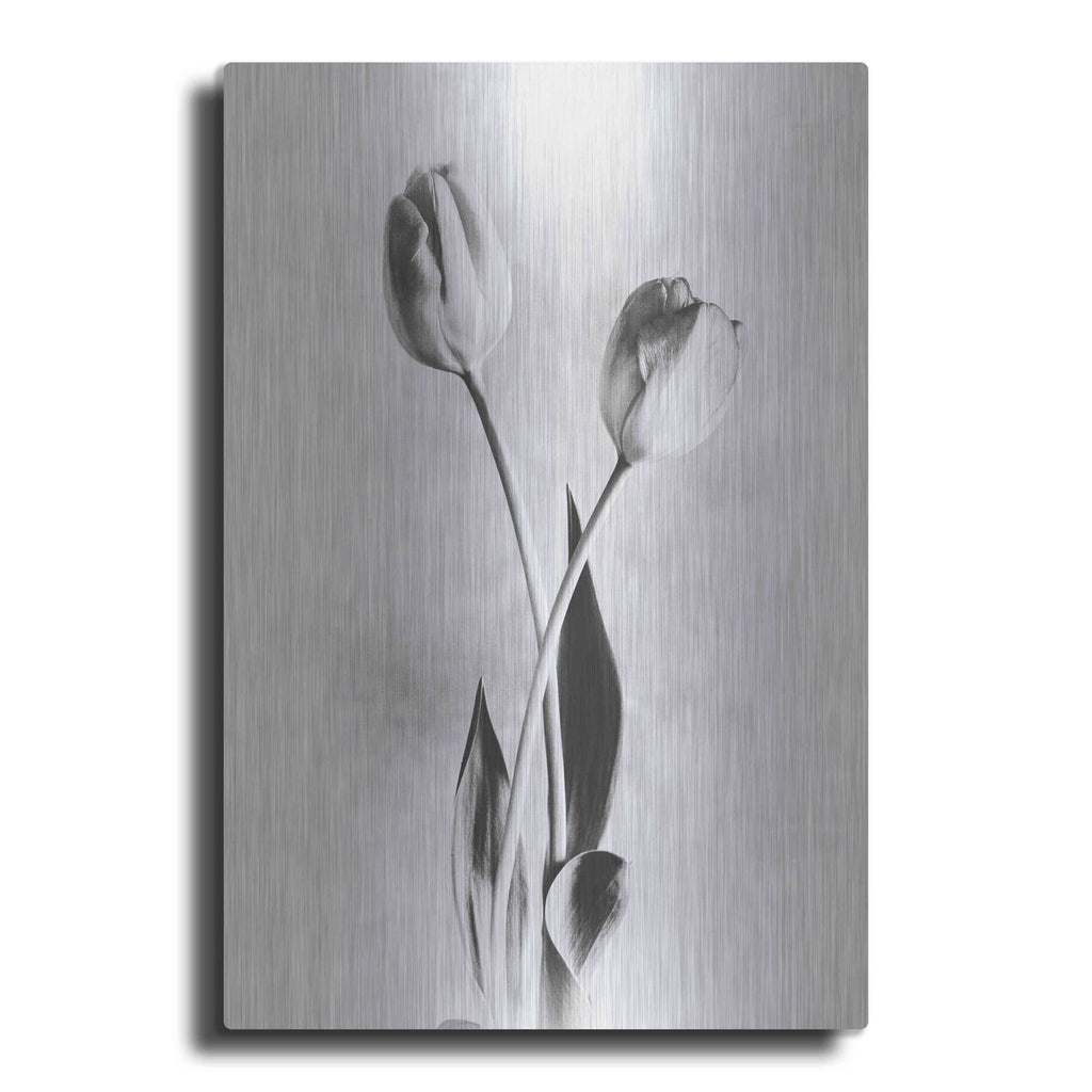 'Soft Tulips IV' by Debra Van Swearingen – Metal Wall Art