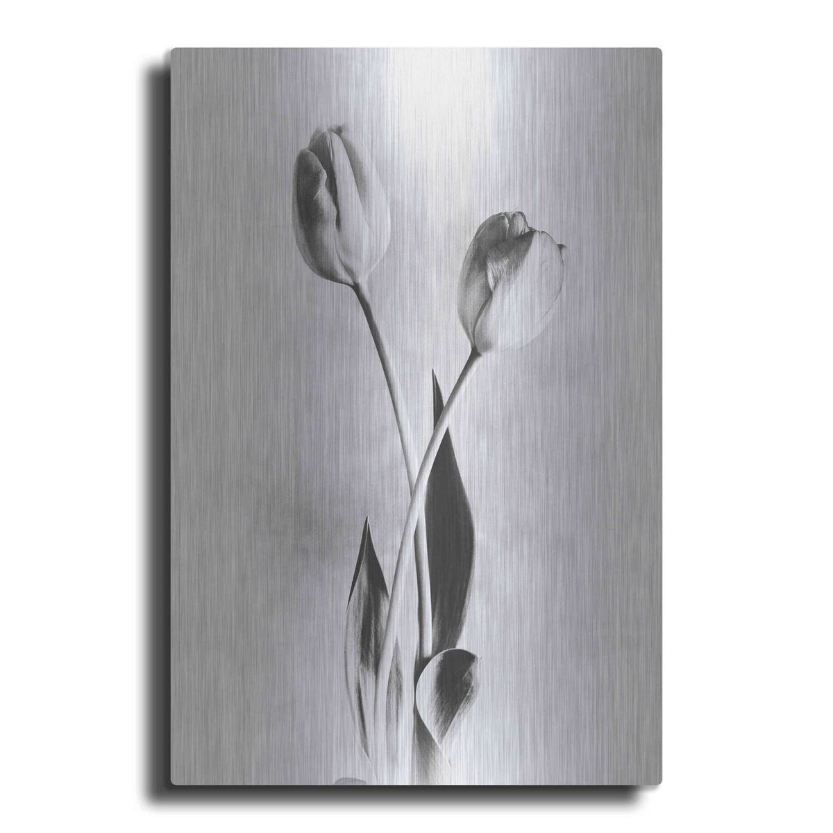 'Soft Tulips IV' by Debra Van Swearingen – Metal Wall Art
