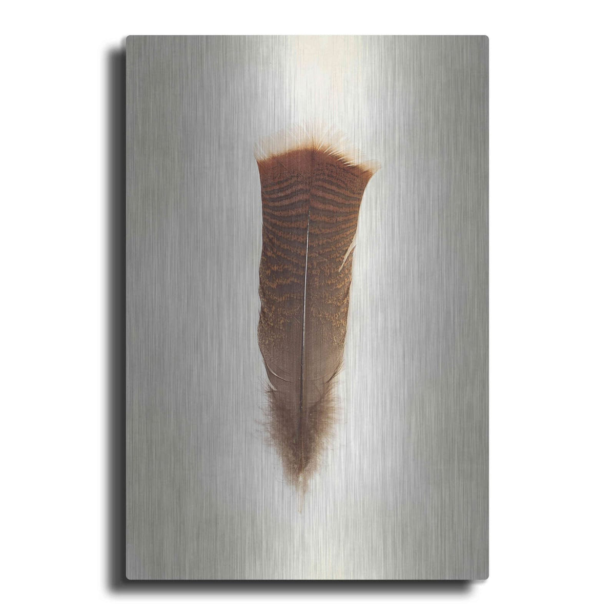 'Feather III' by Debra Van Swearingen – Metal Wall Art
