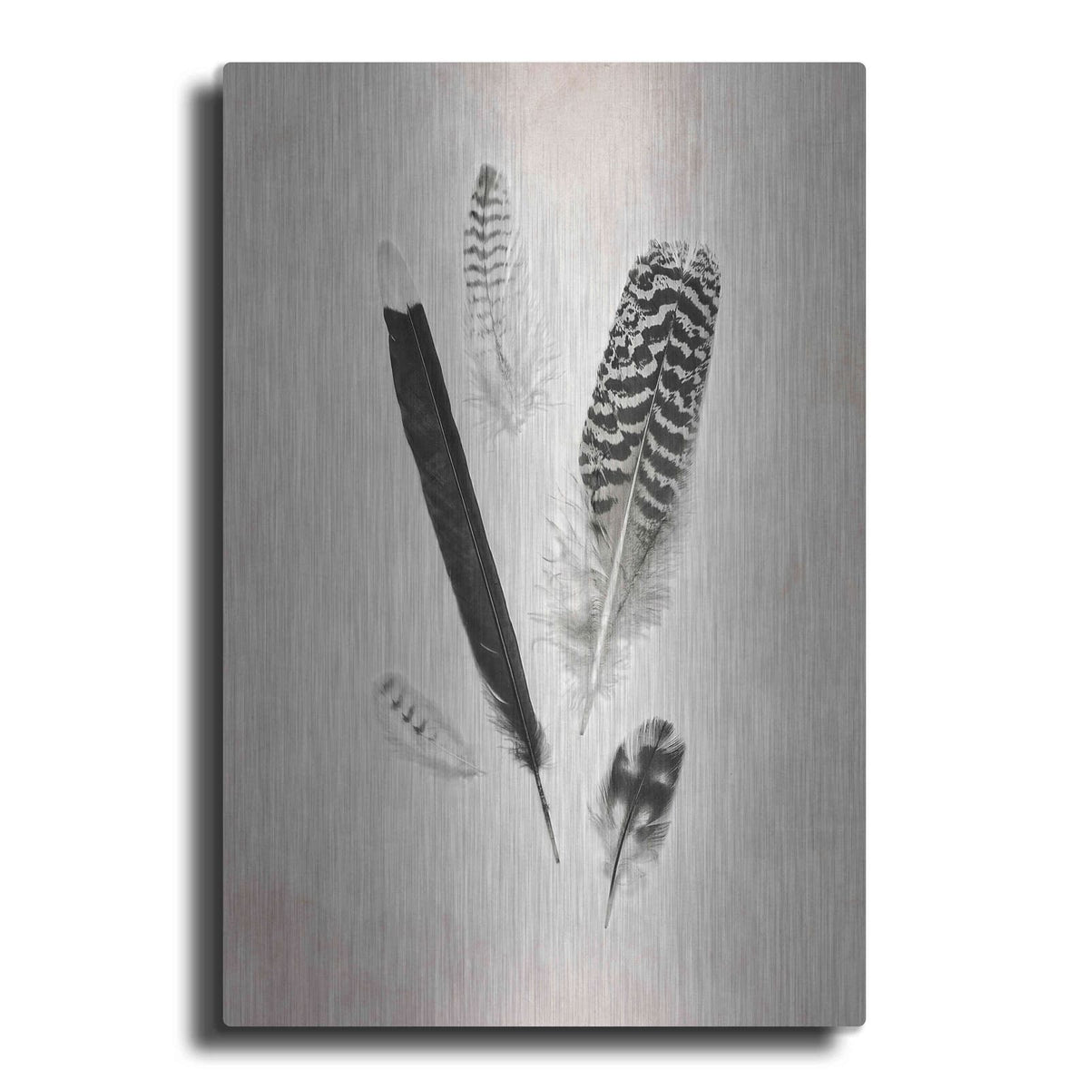 'Feather Group II B&W' by Debra Van Swearingen – Metal Wall Art