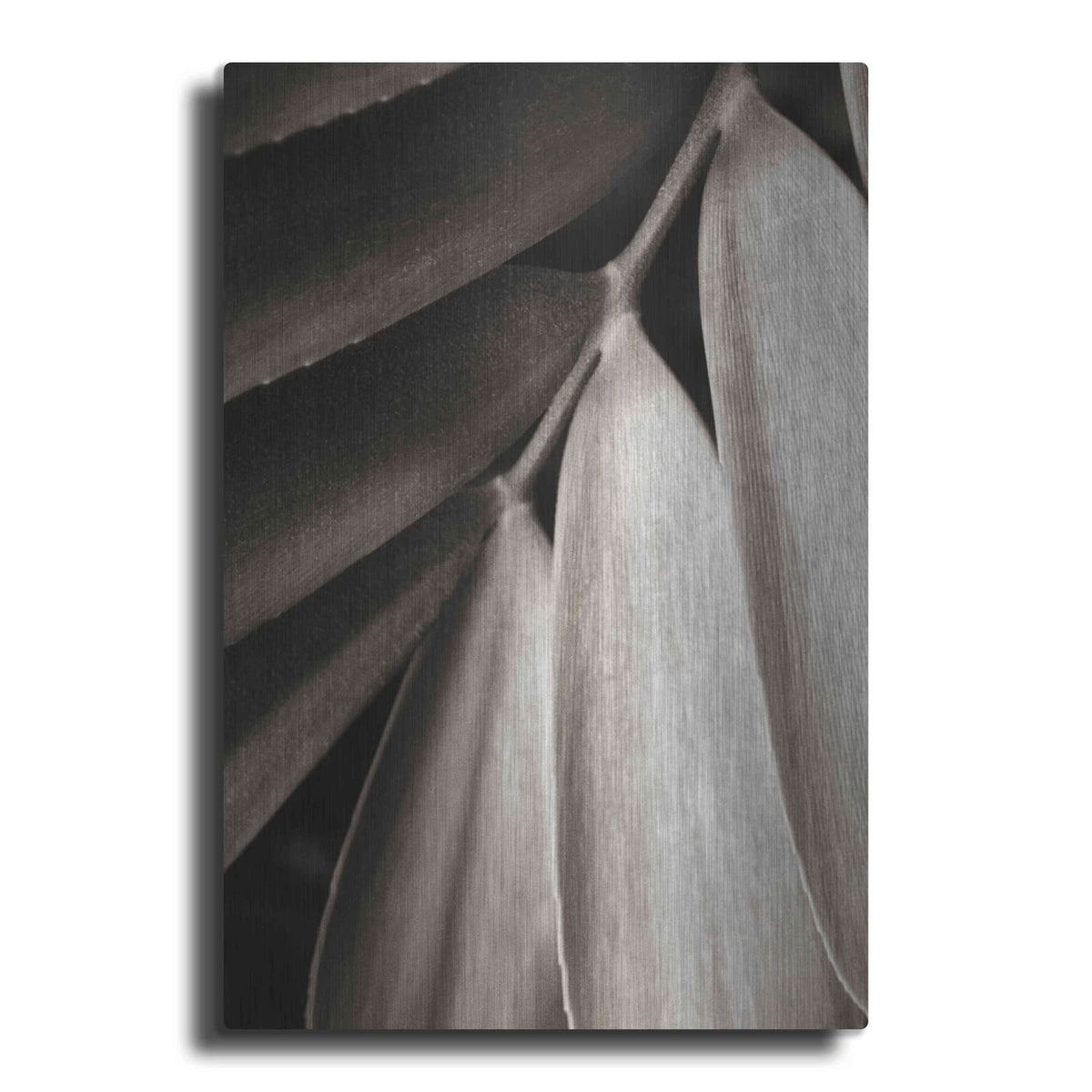 'Tropical Plant II' by Debra Van Swearingen – Metal Wall Art