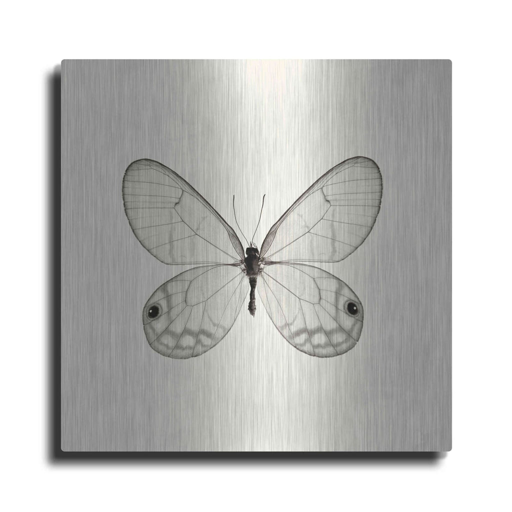 'Butterfly I B&W' by Debra Van Swearingen – Metal Wall Art