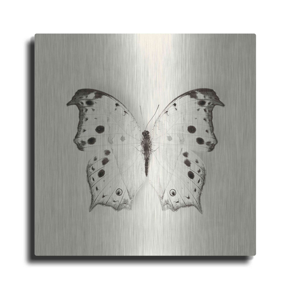 'Butterfly IV B&W' by Debra Van Swearingen – Metal Wall Art