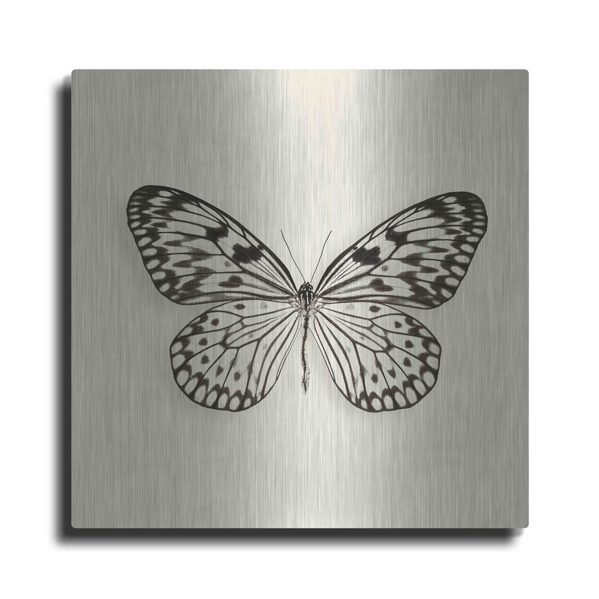 'Butterfly V B&W' by Debra Van Swearingen – Metal Wall Art