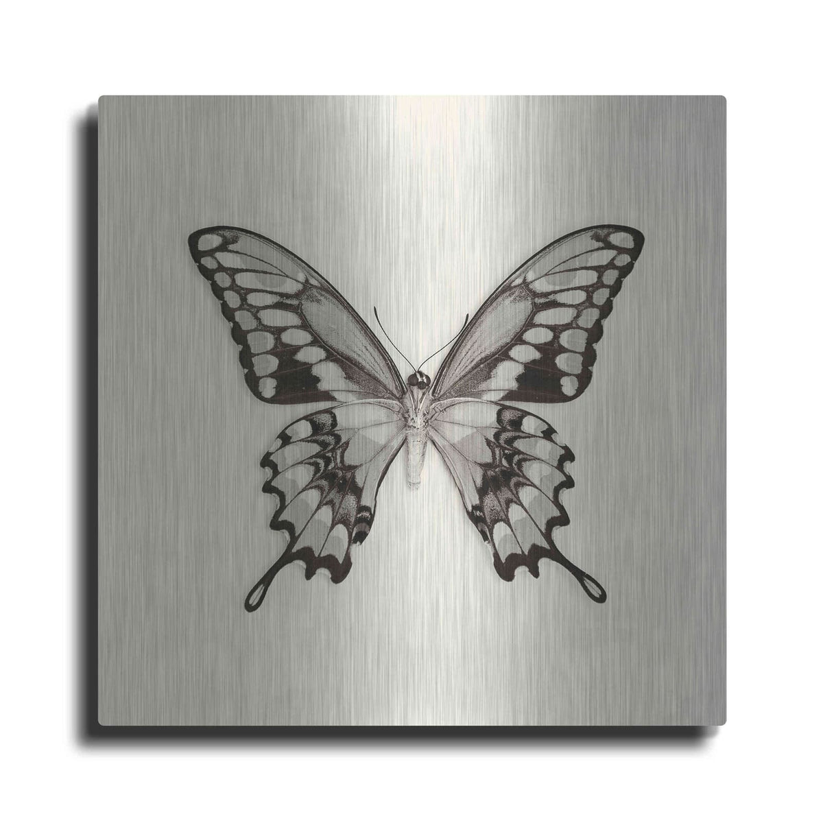 'Butterfly VI B&W' by Debra Van Swearingen – Metal Wall Art