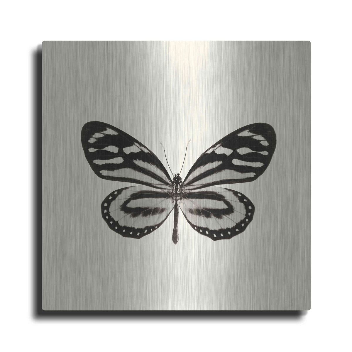 'Butterfly VIII B&W' by Debra Van Swearingen – Metal Wall Art