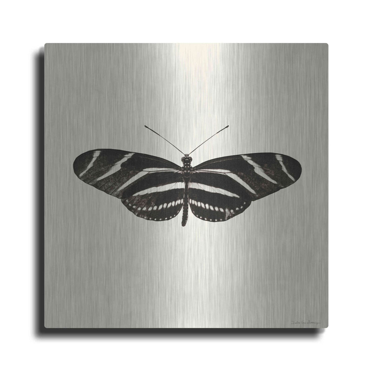 'Butterfly IX B&W' by Debra Van Swearingen – Metal Wall Art