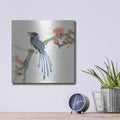 'Formosan Blue Magpie' by Chris Paschke – Metal Wall Art, 12x12 room view