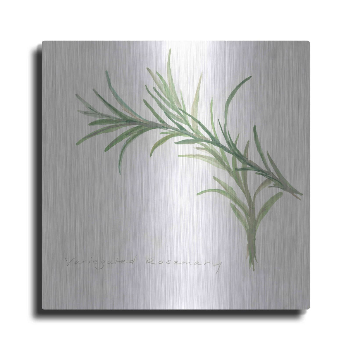 'Variegated Rosemary' by Chris Paschke – Metal Wall Art