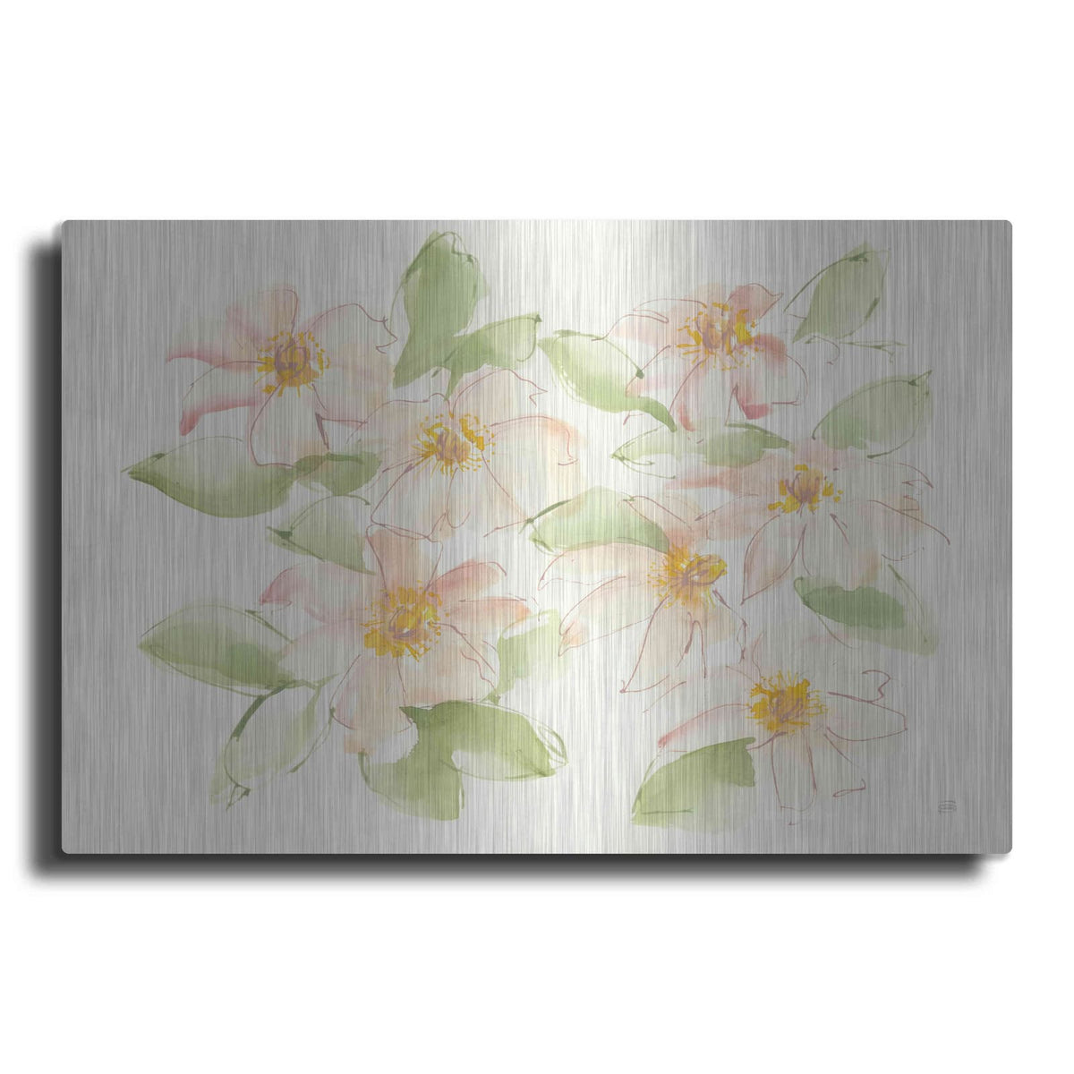 'Creme Clematis' by Chris Paschke – Metal Wall Art