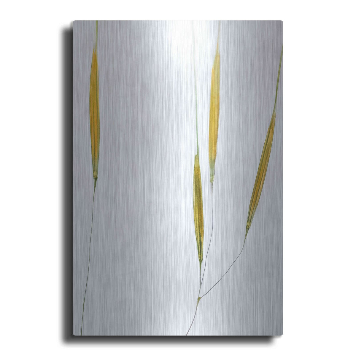 'Delicate Grasses' by Don Schwartz – Metal Wall Art