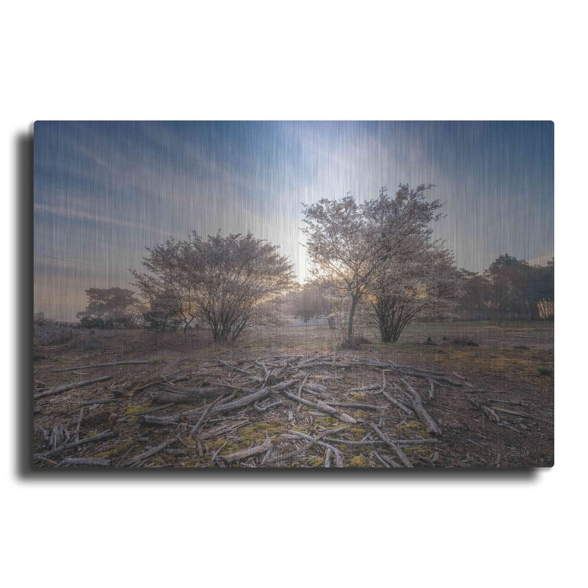 'Spring Bushes at Sunrise' by Martin Podt – Metal Wall Art