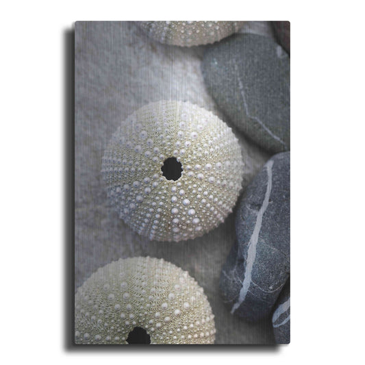 Luxe Metal Art 'Sea Urchins' by Elena Ray, Metal Wall Art
