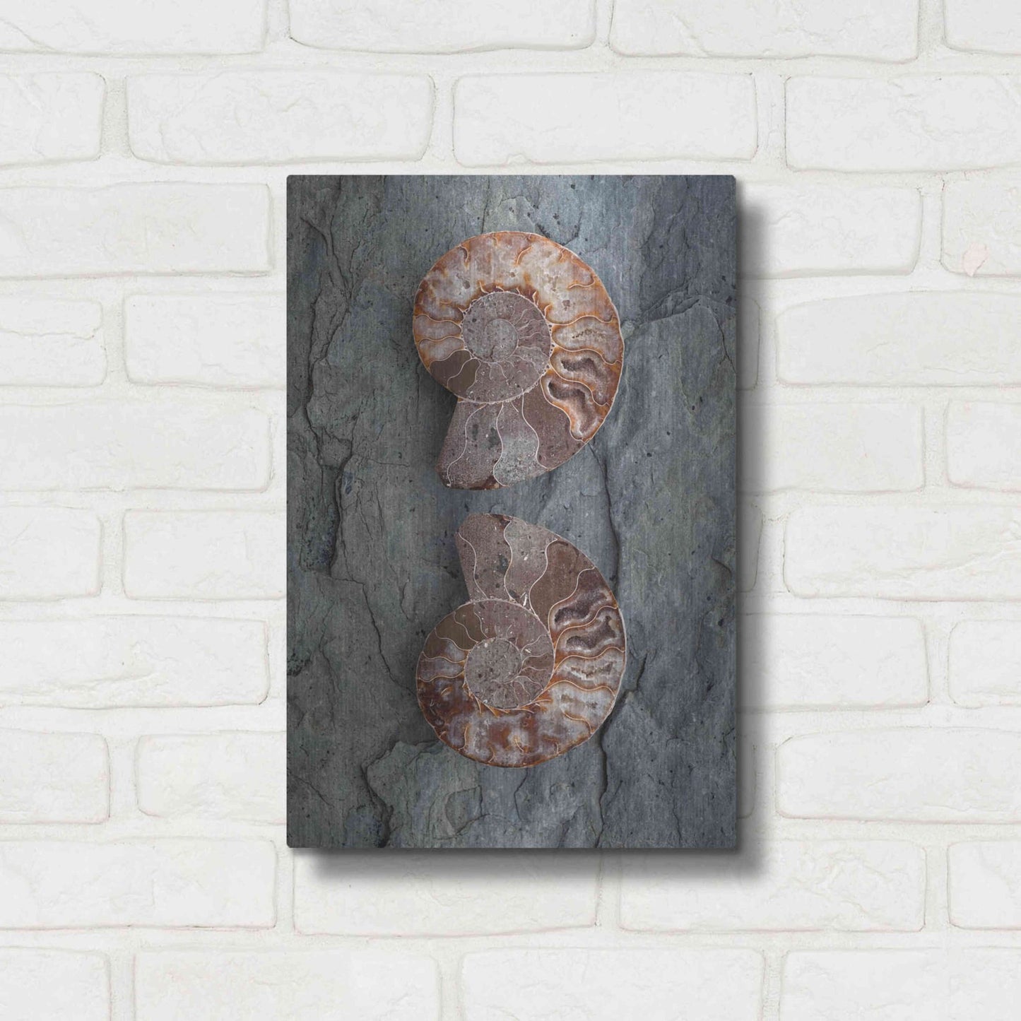 Luxe Metal Art 'Crystallized Ammonites' by Elena Ray, Metal Wall Art,12x16