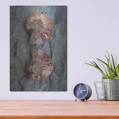 Luxe Metal Art 'Crystallized Ammonites' by Elena Ray, Metal Wall Art,12x16