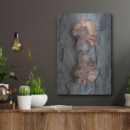 Luxe Metal Art 'Crystallized Ammonites' by Elena Ray, Metal Wall Art,12x16