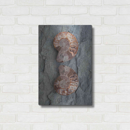 Luxe Metal Art 'Crystallized Ammonites' by Elena Ray, Metal Wall Art,16x24