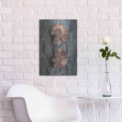 Luxe Metal Art 'Crystallized Ammonites' by Elena Ray, Metal Wall Art,16x24