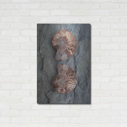 Luxe Metal Art 'Crystallized Ammonites' by Elena Ray, Metal Wall Art,24x36