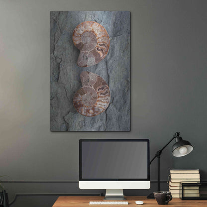 Luxe Metal Art 'Crystallized Ammonites' by Elena Ray, Metal Wall Art,24x36