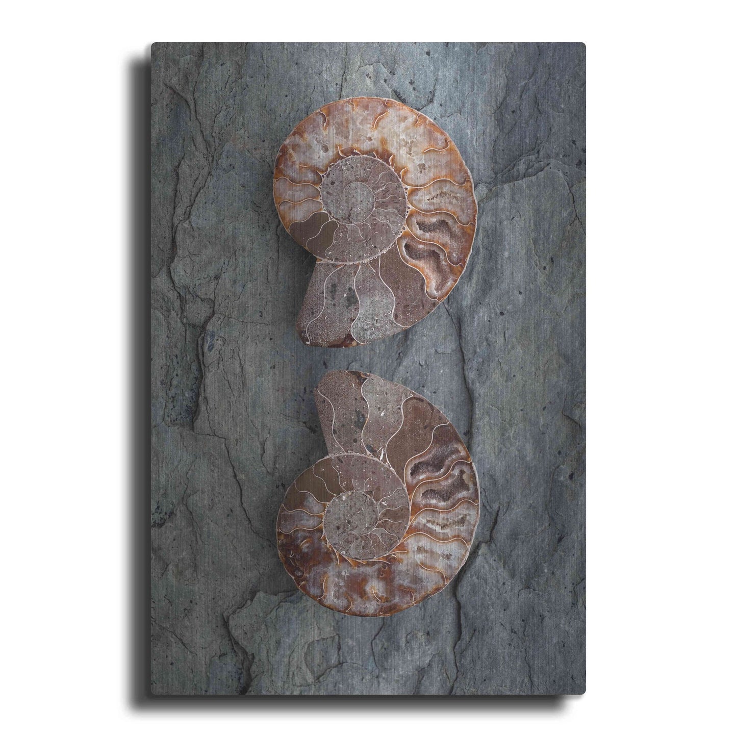 Luxe Metal Art 'Crystallized Ammonites' by Elena Ray, Metal Wall Art