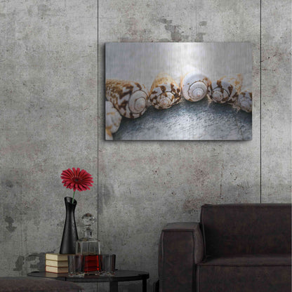 Luxe Metal Art 'Spiral Seashells' by Elena Ray, Metal Wall Art,36x24