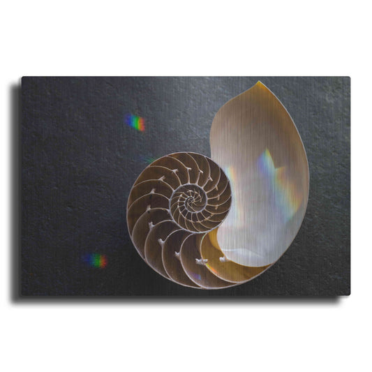 Luxe Metal Art 'Sacred Geometry Nautilus Shell' by Elena Ray, Metal Wall Art