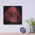 'Broken Heart Rose' by Donnie Quillen – Metal Wall Art, 12x12 room view