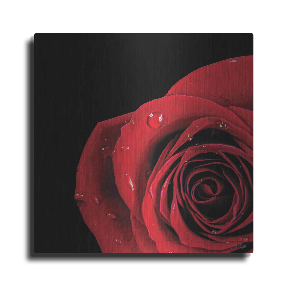 'Pop of Red Rose' by Donnie Quillen – Metal Wall Art