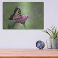 'Butterfly Resting Spot I' by Lori Deiter – Metal Wall Art, 16x12 room view