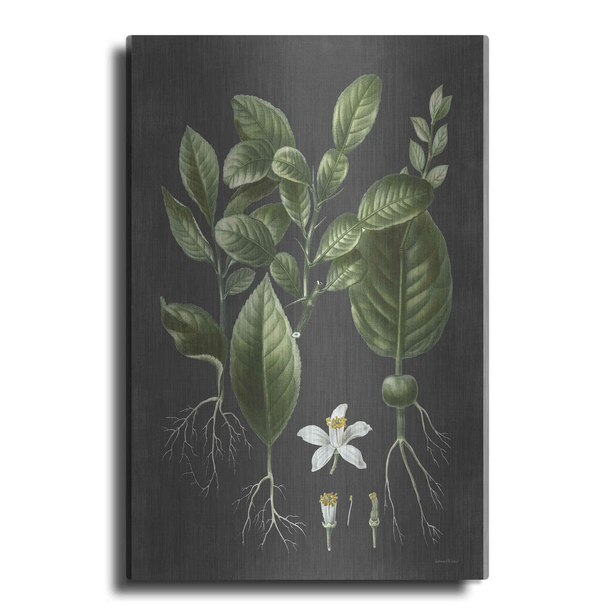 'Citrus Botanical' by Lettered & Lined – Metal Wall Art