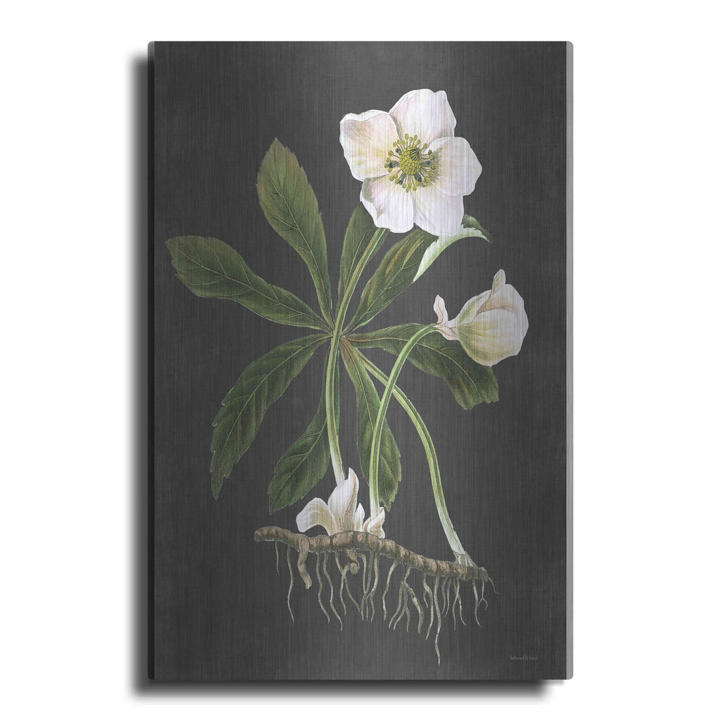 'Hellebore' by Lettered & Lined – Metal Wall Art