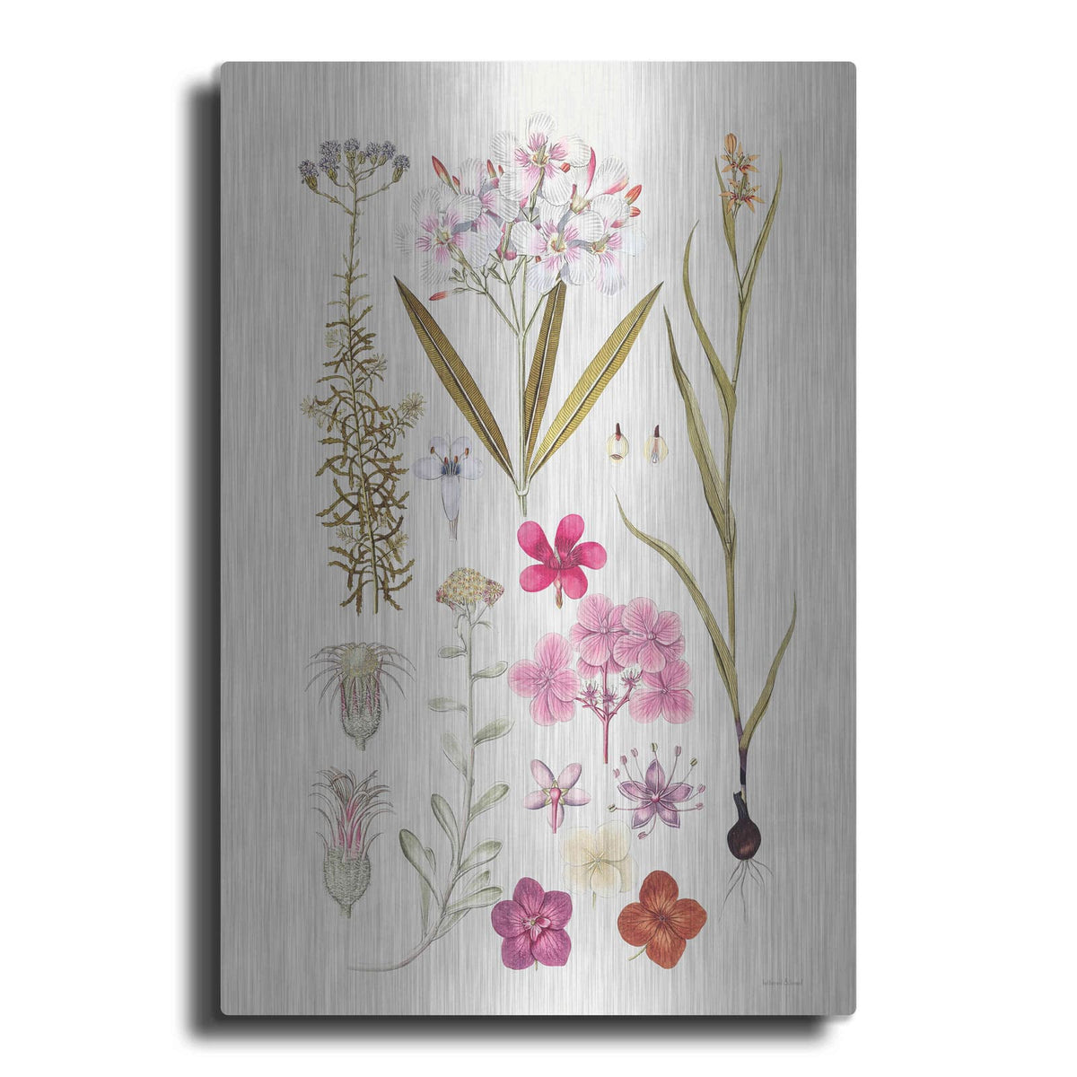 'Vintage Bloom Study' by Lettered & Lined – Metal Wall Art