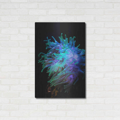 Luxe Metal Art 'Actinia' by Epic Portfolio Metal Wall Art,24x36